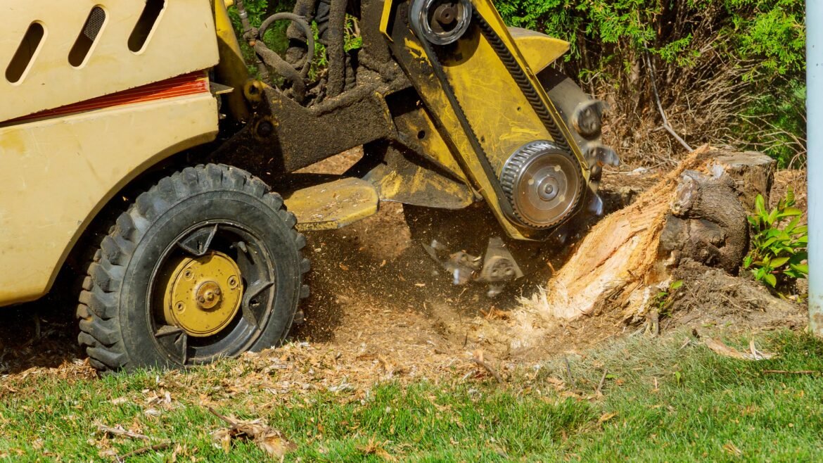 Don’t Let Tree Roots Attack your home: Hire the Best Stump Grinding Company in Depew