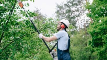 Best Tree Services in Depew: Protect Your Privacy With 4 Evergreen Trees