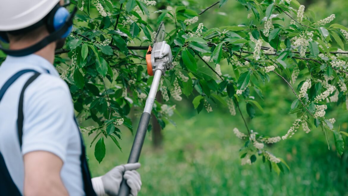 Best Tree Trimming Services in Depew: Entice The Chirpiest Birds Into Your Yard With These Trees