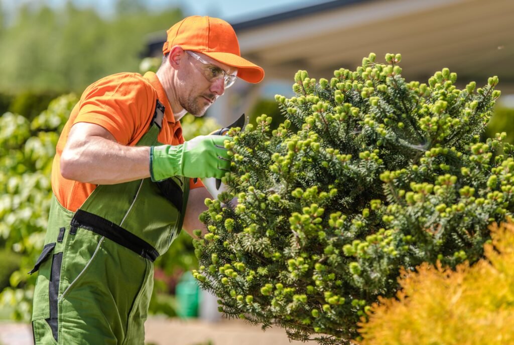 How to Select the Best Fertilizer For Your Evergreens?