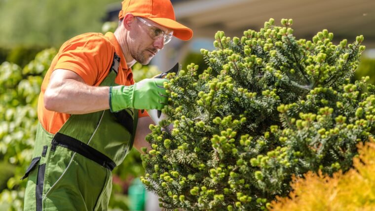 How to Select the Best Fertilizer For Your Evergreens?