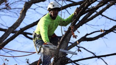 Is Spring the Optimal Time to Take Care of Winter Tree Damage?