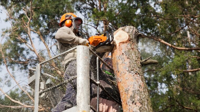 Hiring Tree Removal Services- Is It A Good Choice?
