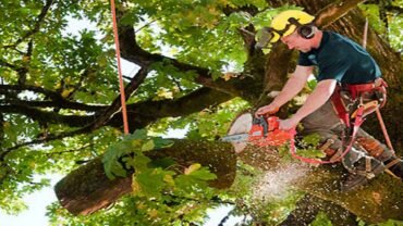 Know How These 3 Tree Trimming Services Can Help Improve the Aesthetics of Your Property