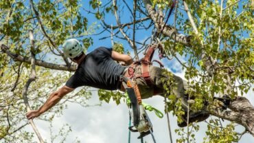 Top 5 Benefits of Hiring Professionals For Tree Removal Work