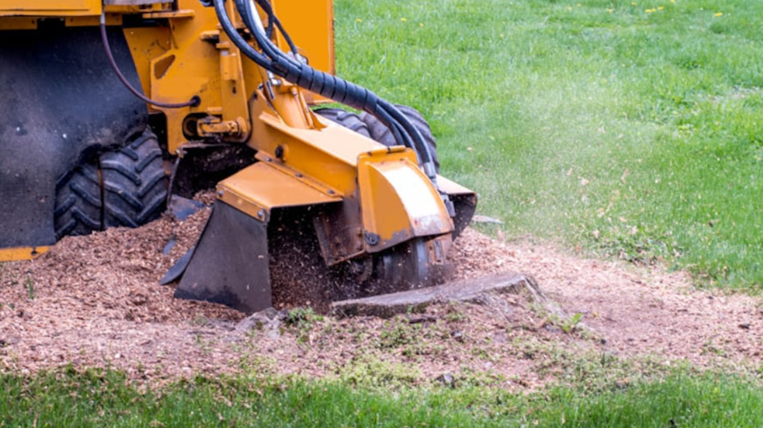 5 Reasons Why Stump Removal is Investment Worthy