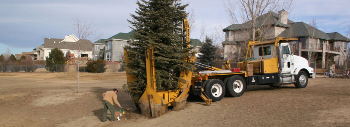 How To Safely and Efficiently Tree Transplant Without Killing Its Roots?