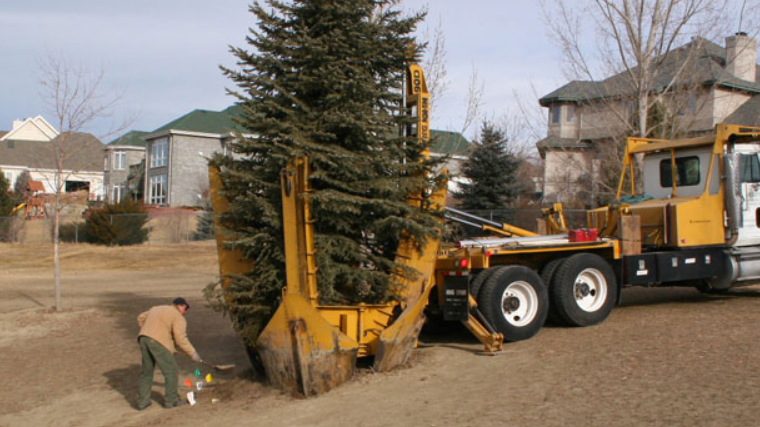 How To Safely and Efficiently Tree Transplant Without Killing Its Roots?