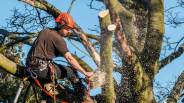 Why Must You Hire Skilled Arborists For Tree Trimming Service?