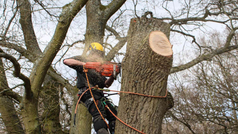 5 Ultimate Tips On Choosing the Right Tree Care Services