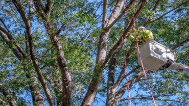 Tips to Enhance your Tree Care Routine