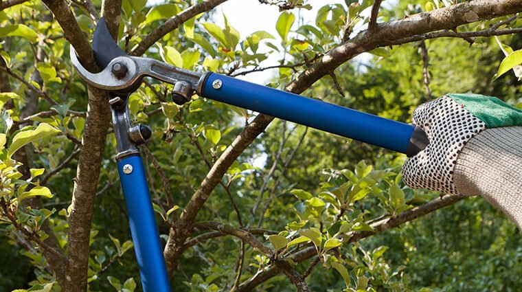 Top 5 Benefits From a Tree Pruning service