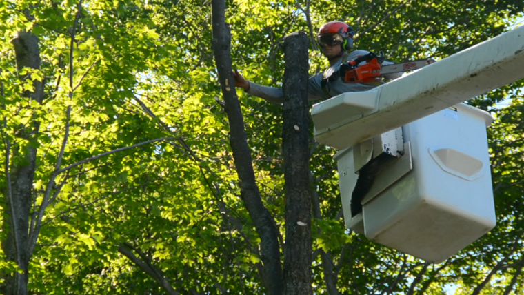 Tree Care Services: Why You Should Plant a Tree Today