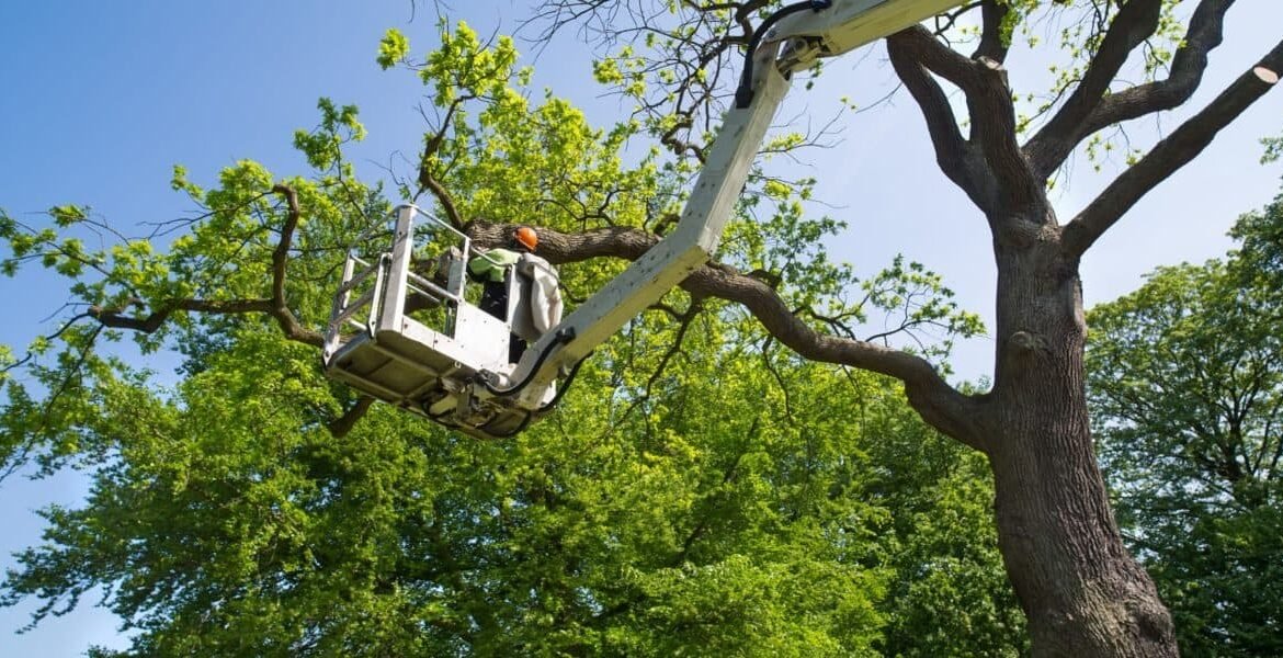 Tree Pruning Service: Learn How Trees Deal With Wounds Through CODIT