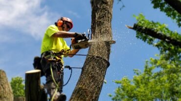 Know The Right Way To Rid Of Pesky Tree Roots From Your Yard