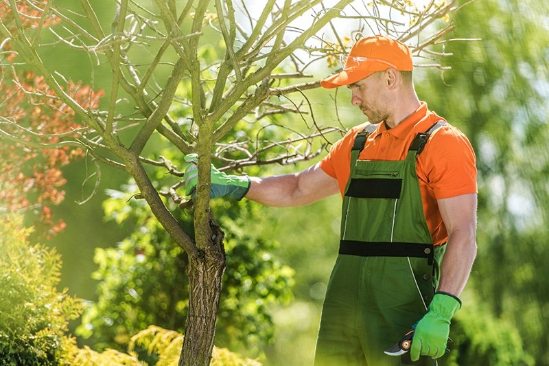 Professional Tree Service in Depew: Why You Need It